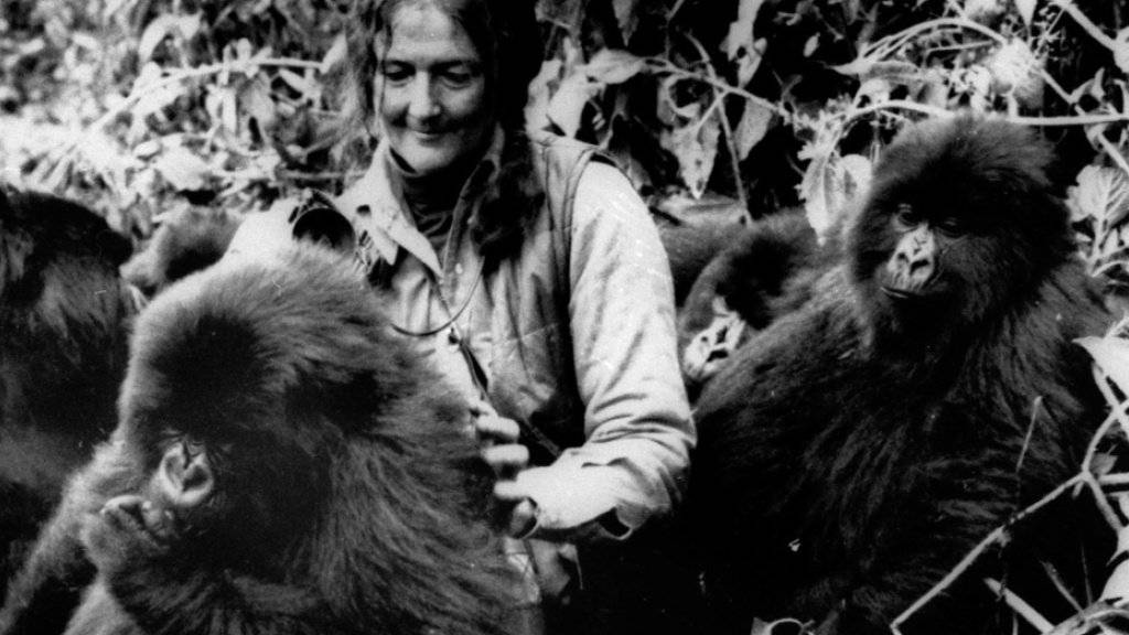 Dian Fossey (1932-1985) mit drei «ihrer» Berggorillas im Gebiet der Virunga-Vulkane in Ruanda in einer Archivaufnahme aus dem Jahr 1982. (Archivbild)