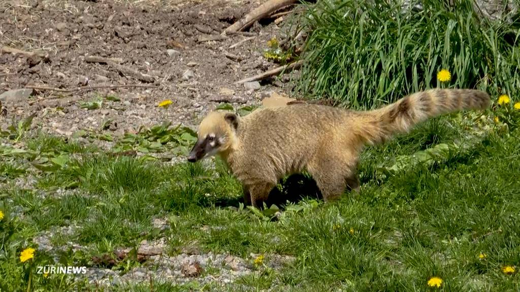 Nasenbären im Zoo Zürich