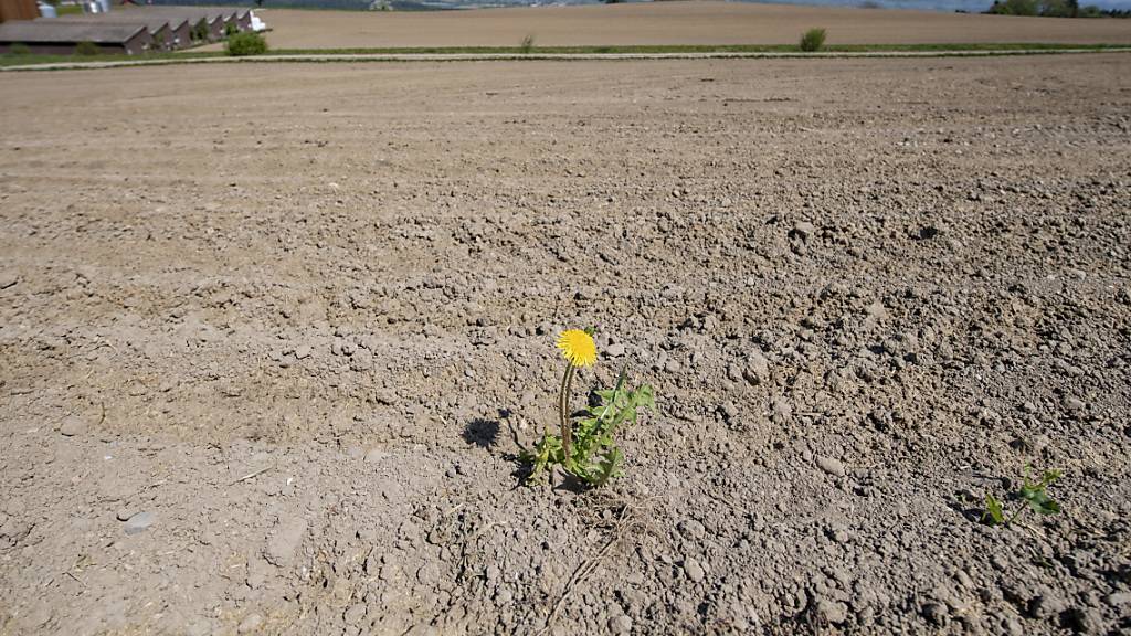 Wegen des Klimawandels braucht es Massnahmen gegen die Trockenheit. Im Thurgau wird im August eine Klima-Koordinationsstelle ihre Arbeit aufnehmen. (Symbolbild)