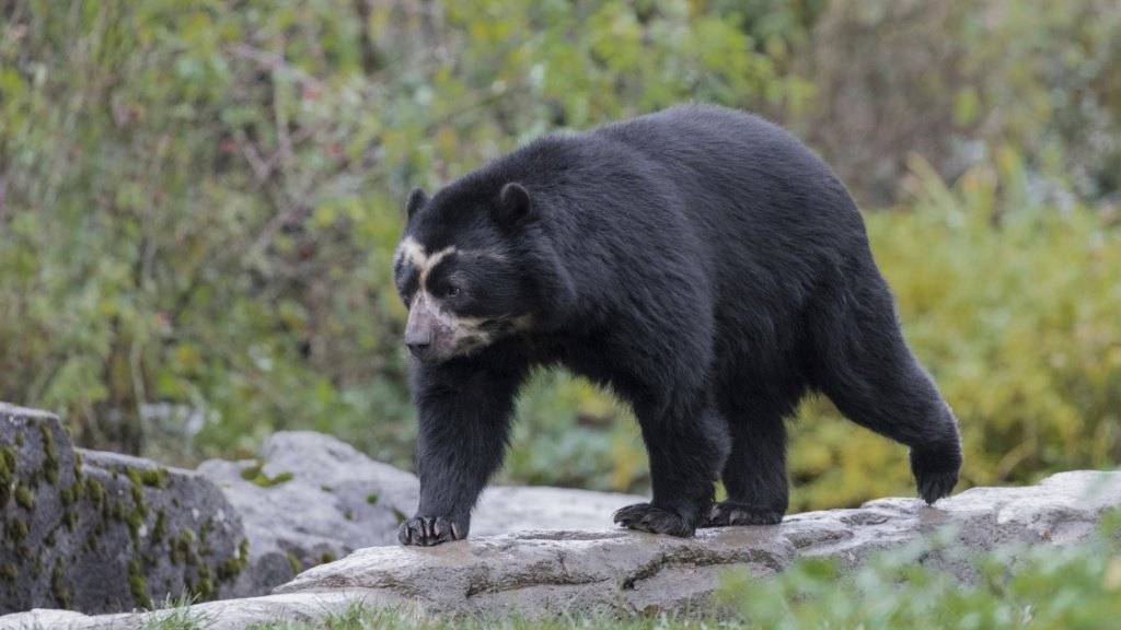 Die Brillenbärenpopulation im Zürcher Zoo ist auf sechs angestiegen.