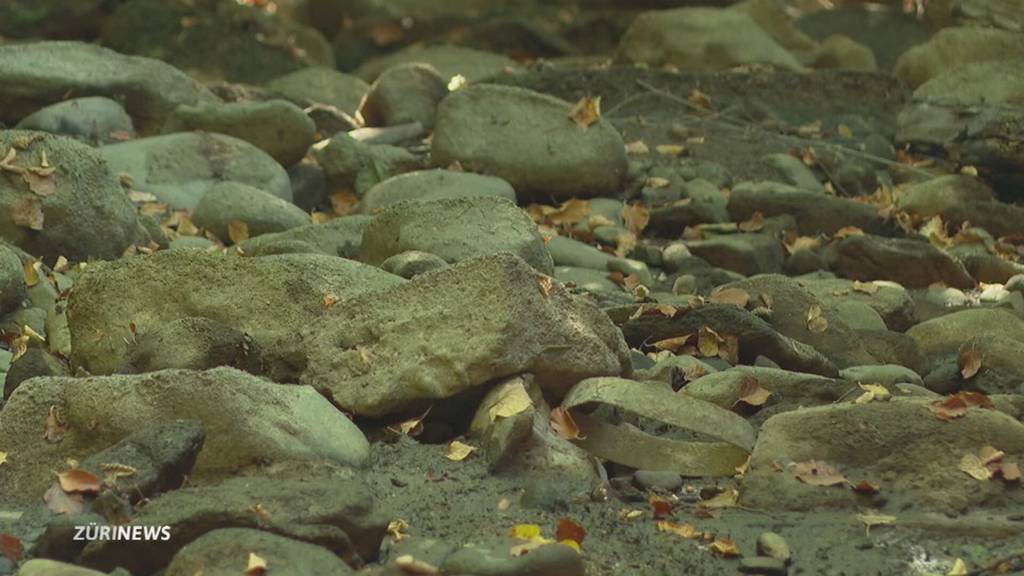 Dramatische Situation für Fische im Kanton Zürich