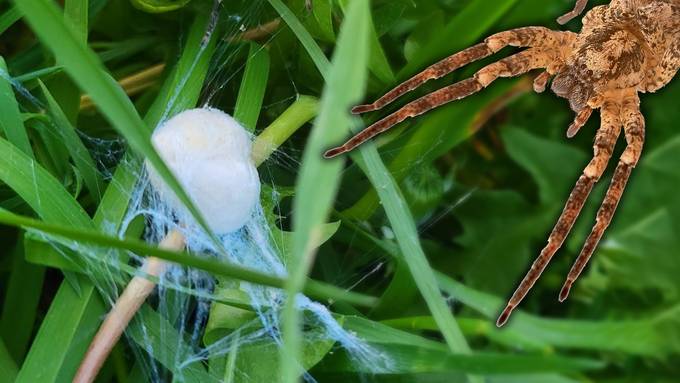 Seenger Nosferatu-Spinne hat Eier gelegt – und wurde ausgesetzt