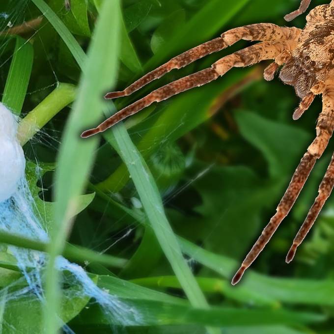 Seenger Nosferatu-Spinne hat Eier gelegt – und wurde ausgesetzt