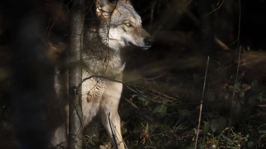 Ab September können die Kantone wieder Wolfsabschüsse freigeben - falls der Bund damit einverstanden ist. (Themenbild)