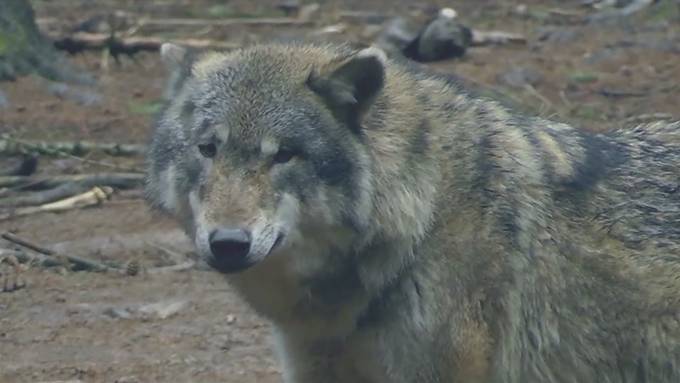 Ein Wolf reisst in Rüschegg mehrere Schafe