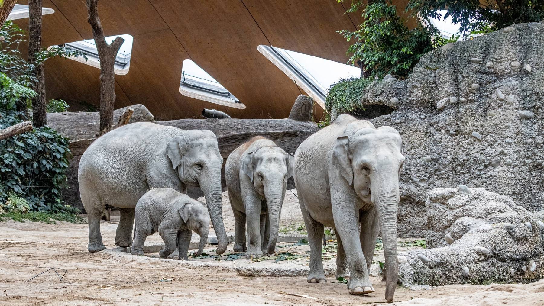 Die Elefantenkuh Omysha (2. von rechts) sei bei der Geburt zu jung gewesen, kritisieren die Tierschützer.
