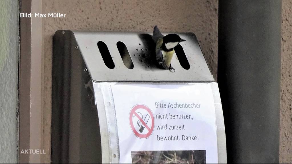 Kohlmeise nistet in einem Aschenbecher