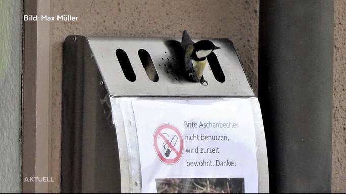 Kohlmeise nistet in einem Aschenbecher