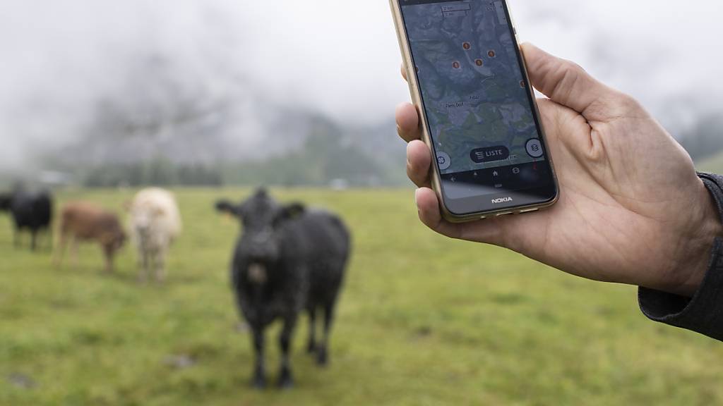 Der genaue Standort der Herden kann über die App von Outdooractive abgerufen werden.