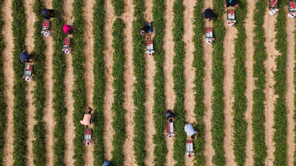 Erntehelfer pflücken auf einem Feld in Deutschland Erdbeeren. (Archivbild