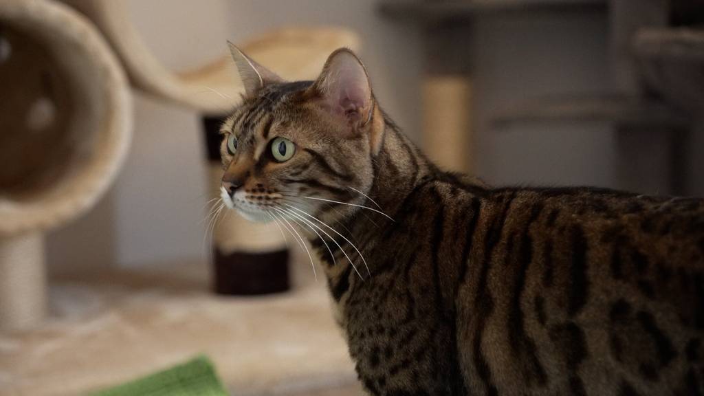 Nala