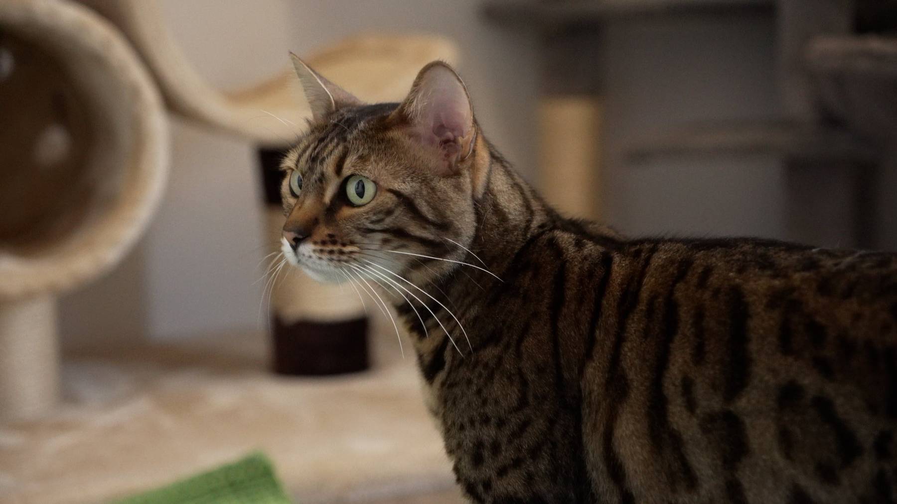 Nala