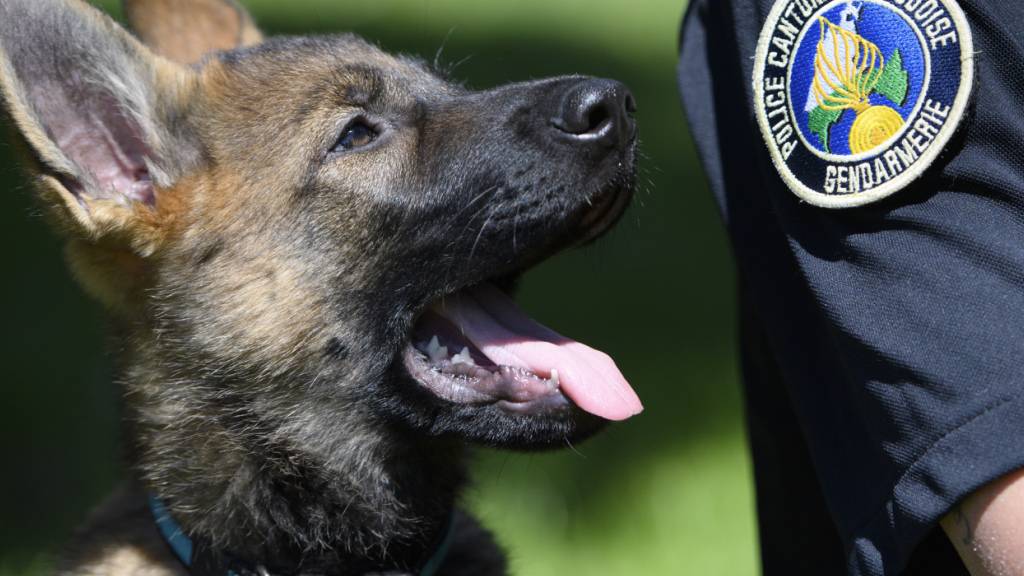 Die Hundestaffel der Kantonspolizei Waadt setzt insbesondere Deutsche und Belgische Schäferhunde ein, im Bild ein Welpe in der Ausbildung. (Archivbild)