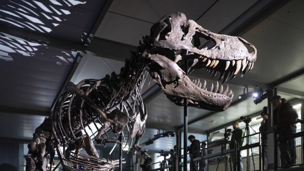 Zahnanalyse bestätigt: Der T. rex war Warmblüter