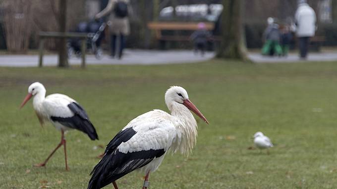 Störche überwintern mitten in der Stadt