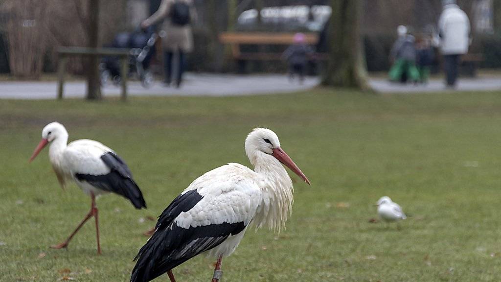 In Basel überwintern Störche mitten in der Stadt und stapfen bei Kälte durch den Schützenmattpark. Im nahen Zoo an Menschen gewohnt, finden die grossen Vögel offenbar auf aperem Park-Rasen eher Futter als auf verschneiten Wiesen der Umgebung.