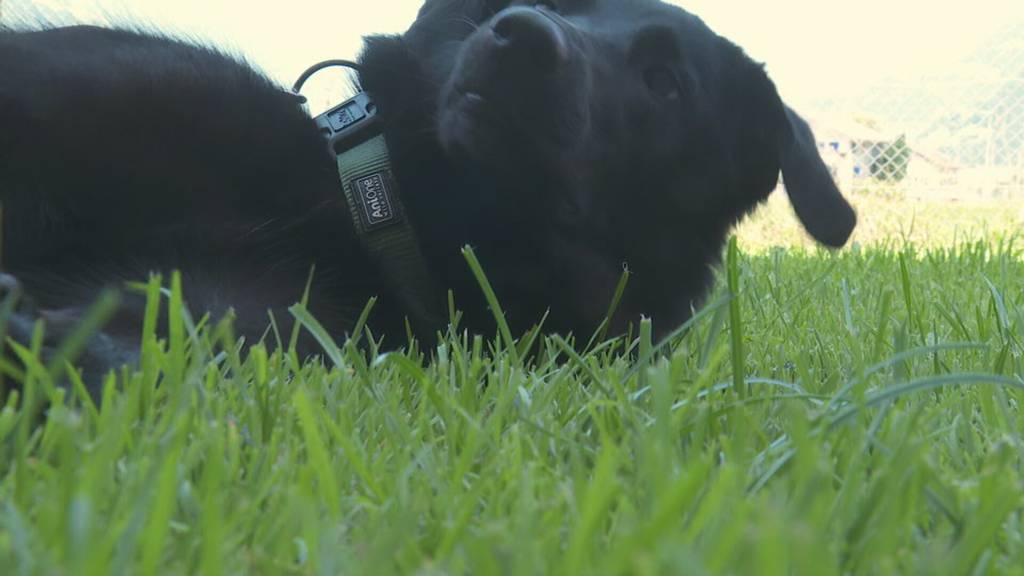 Tiere schützen bei Feuerwerk