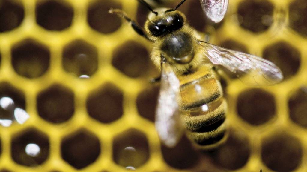 Die umstrittenen Neonicotinoide Clothianidin, Thiamethoxam und Imidacloprid sind für Bienen gefährlich. Das Gericht der Europäischen Union in Luxemburg hat am Donnerstag entschieden, dass die Insektizide weiter Beschränkungen beim Einsatz unterliegen. (Archiv)