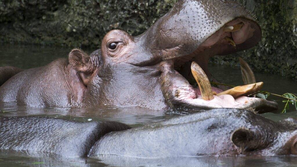 Invasive grosse Tiere in Seen: Jede zweite Art macht Probleme