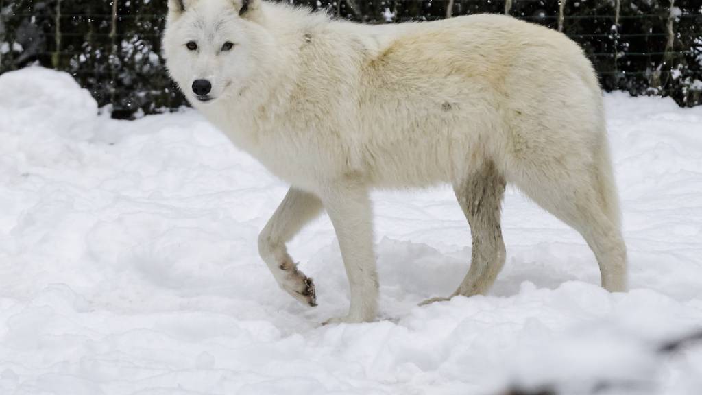 Forscher knacken das Rätsel der Fellmuster bei Hunden und Wölfen