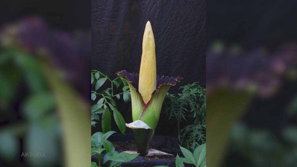 Grösste Blume: Die Titanwurz stinkt und steht in der Blüte