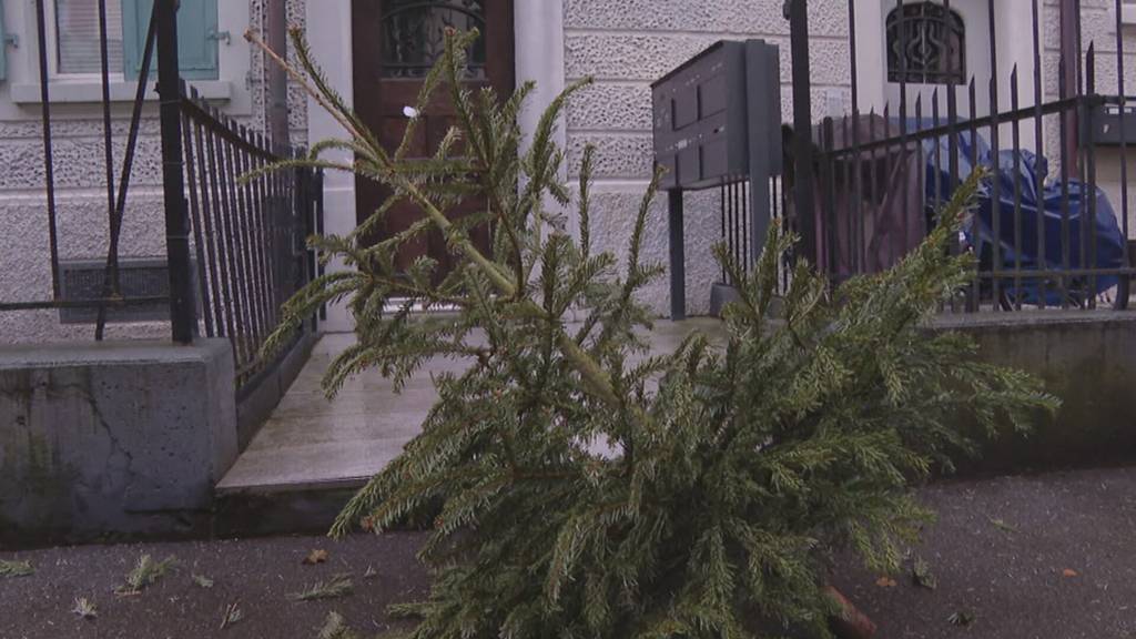 Weihnachtsbaum-Entsorgung