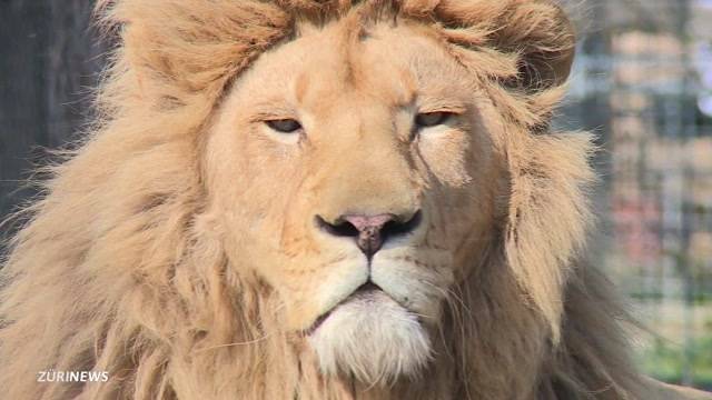 Nächste Runde im Raubtierpark-Streit