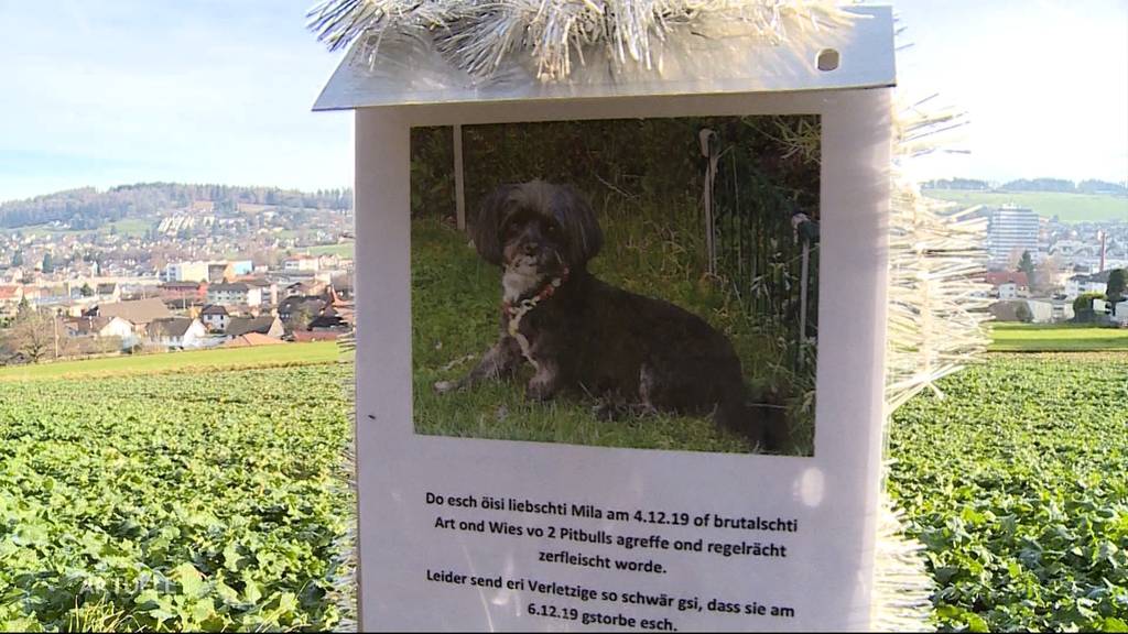 Totgebissen: Kleiner Hund stirbt nach Pitbull-Attacke