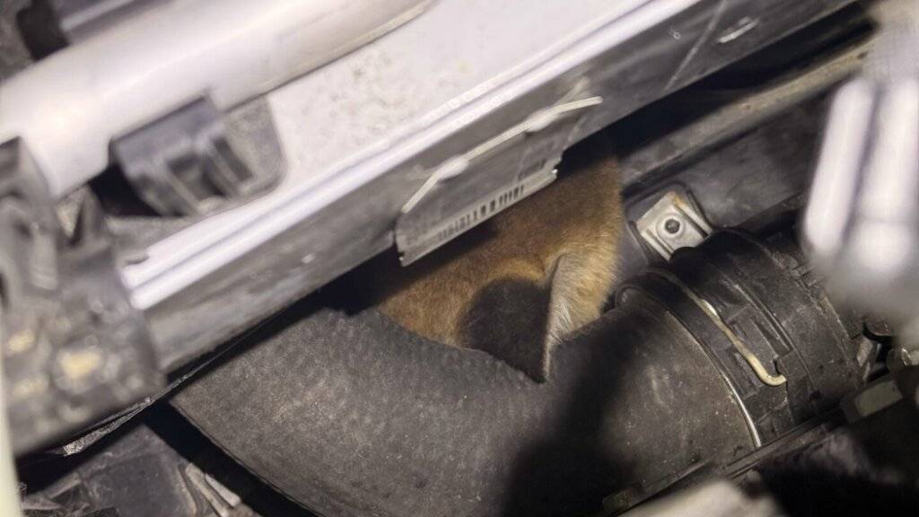 Blinde Passagiere, gut versteckt: Zwei Jungfüchse nisteten sich in Winterthur in einem Motor ein.