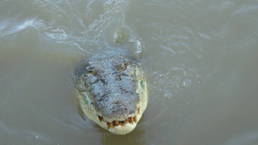 ARCHIV - Ein Krokodil schwimmt im Adelaide River im Northern Territory. Foto: Carola Frentzen/dpa