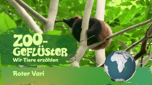 Der gemütliche Akrobat im Regenwald