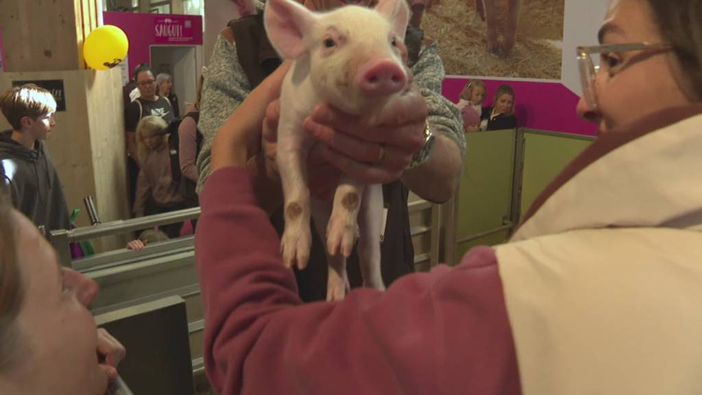 10'000 Schweine geschlachtet: Wie konnte sich die Lungenkrankheit so weit ausbreiten?