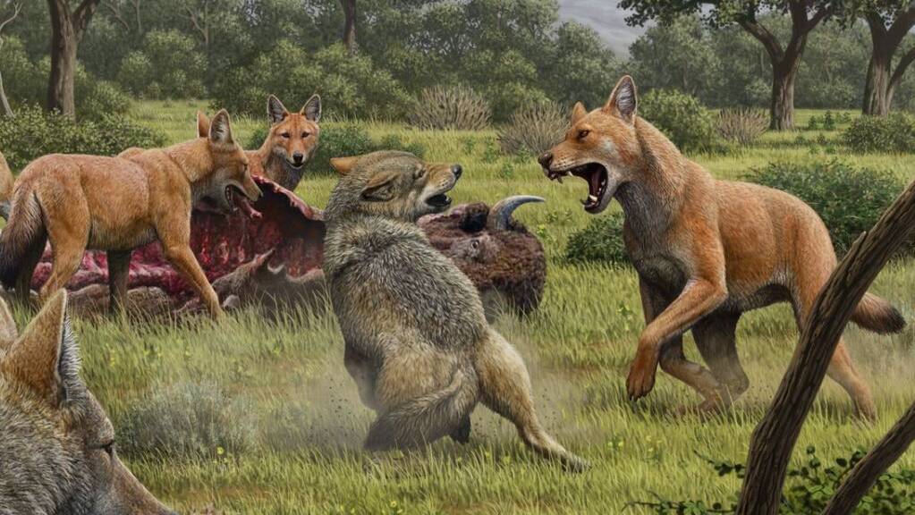 Eine künstlerische Darstellung eines Streits zwischen zwei Wölfen und einem Rudel «Schattenwölfe» um einen Bisonkadaver. Die Tiere waren entgegen bisherigen Vermutungen nicht nahe miteinander verwandt.