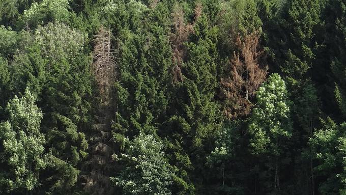 Zu viel Holz wegen des Borkenkäfers