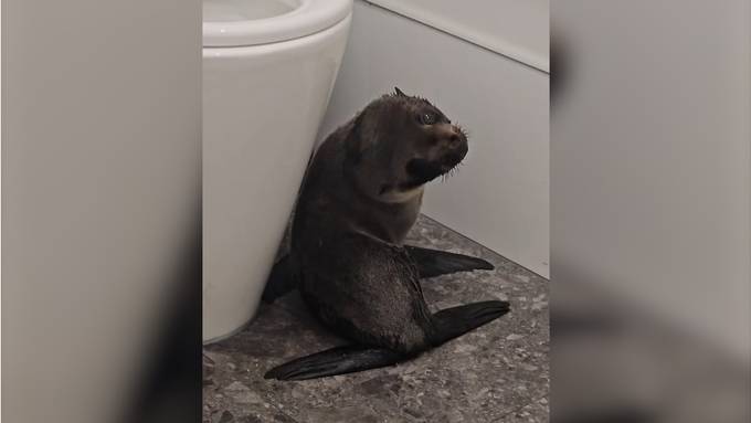 Junger Seebär sorgt in Bar in Neuseeland für Aufruhr