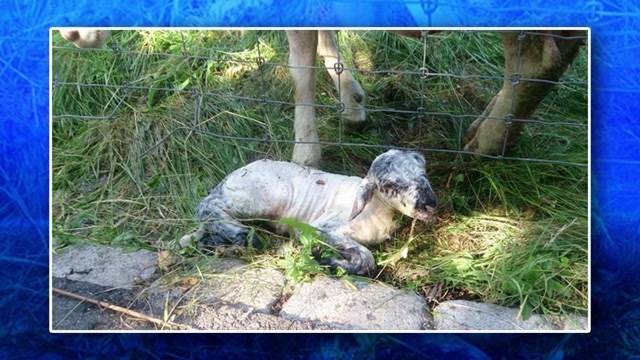 Lammgeburt mit Hindernissen