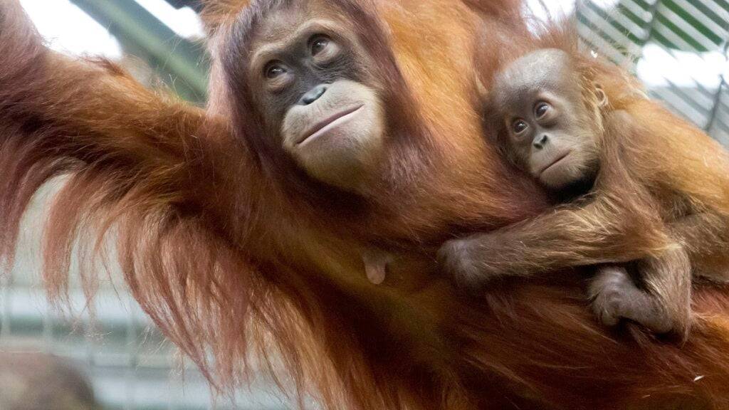In Sachen Ernährung könnten Menschen von Orang-Utans etwas lernen. (Archivbild)