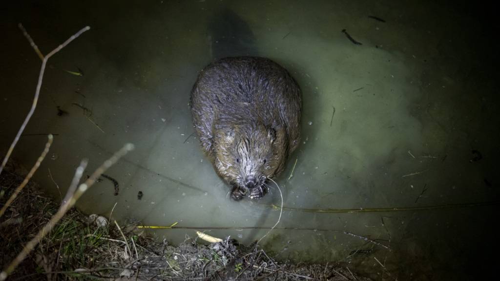 Über 500 Biber leben wieder im Kanton Zürich. Im Norden des Kantons wurde es ihm bereits zu eng, weshalb er sich nun durch den Süden nagt. Im Bild ein Biber im Leutschenbach in Zürich-Oerlikon. (Archivbild)