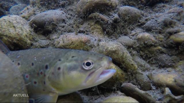 Wasserknappheit führt zu Fischsterben