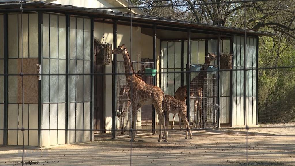 Kindheitstraum wird wahr: Eine Giraffenfamilie zur Pensionierung für den Tierparkdirektor