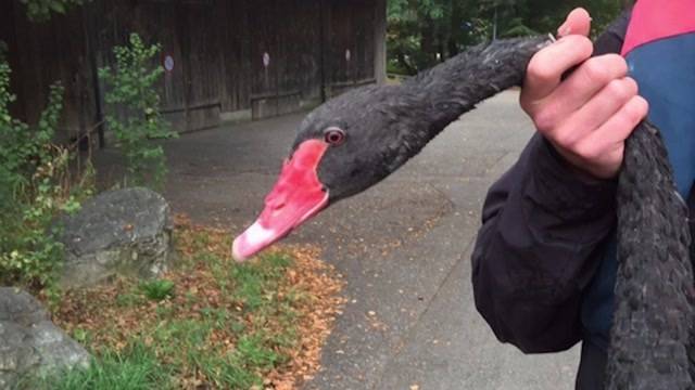 Schwan Blacky von Fuchs getötet