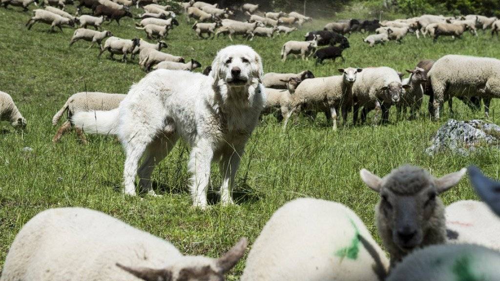 Herdenschutzhunde beschützen Schafe und Ziegen - dieser Instinkt ist für die Menschen nicht immer angenehm. (Archivbild)