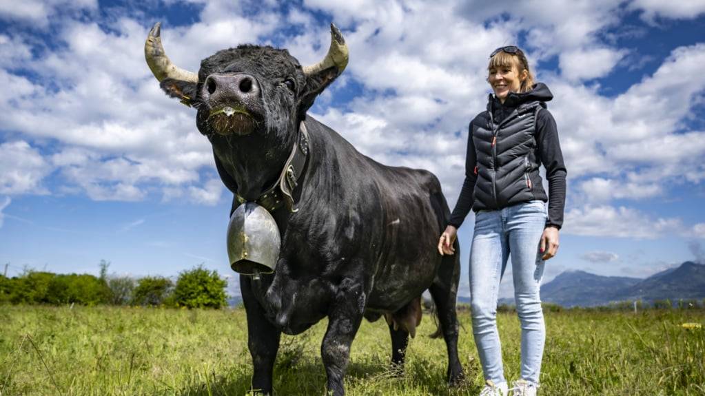 Die Kuh Faika, die von Melissa Uttinger gezüchtet wurde, hat bei den Kuhkämpfen der Eringerrasse 2024 den Titel «Königin der Königinnen» gewonnen. Nun soll sie beim Finale vom nächsten Wochenende in Aproz VS den Titel verteidigen.