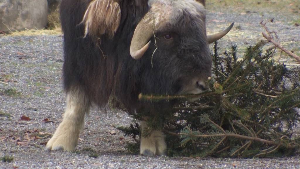 Biogas oder Tierfutter: Das passiert mit den ausgedienten Weihnachtsbäumen