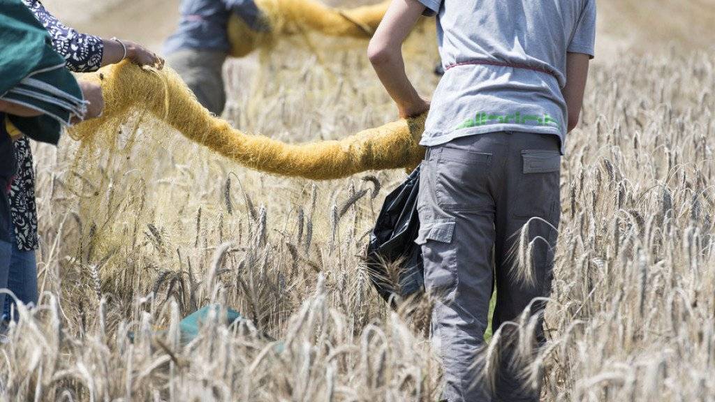 Das sind weder gewöhnliche Bauern noch gewöhnliche Ähren, sondern Agroscope-Angestellte in einem Versuchsfeld für gentechnisch veränderte Pflanzen am Standort Zürich. (Archiv)