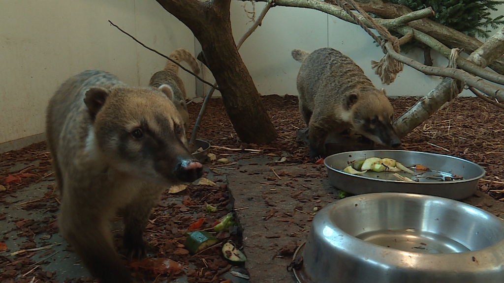 Nasenbaeren im Knies Kinderzoo 