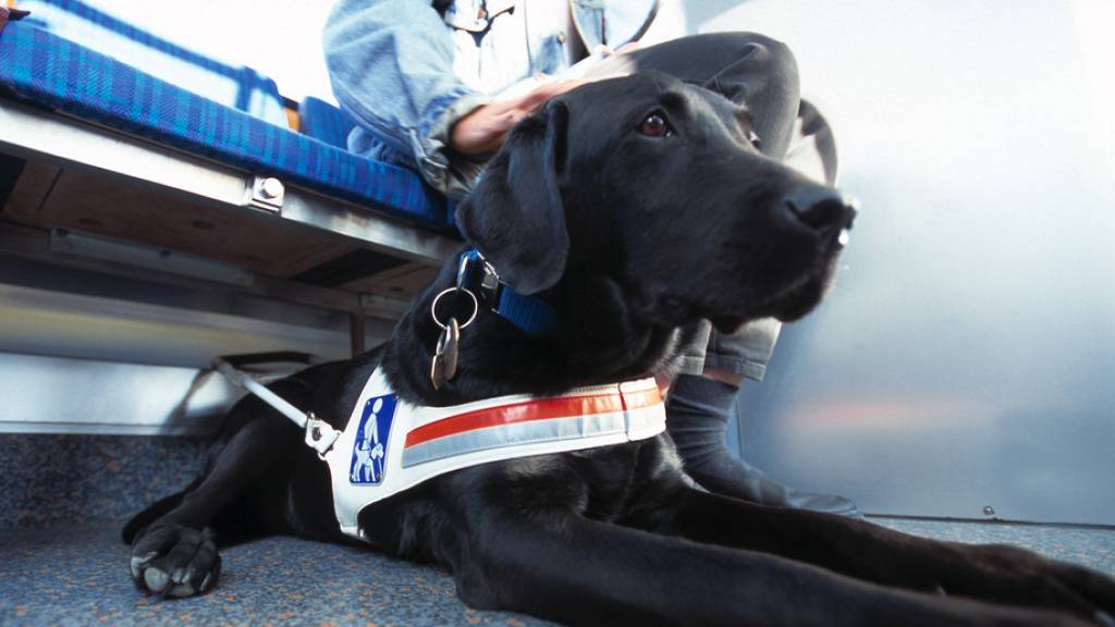 Nicht nur für blinde Menschen: Assistenzhunde können auch Menschen mit Epilepsie oder Autismus begleiten. (Themenbild)