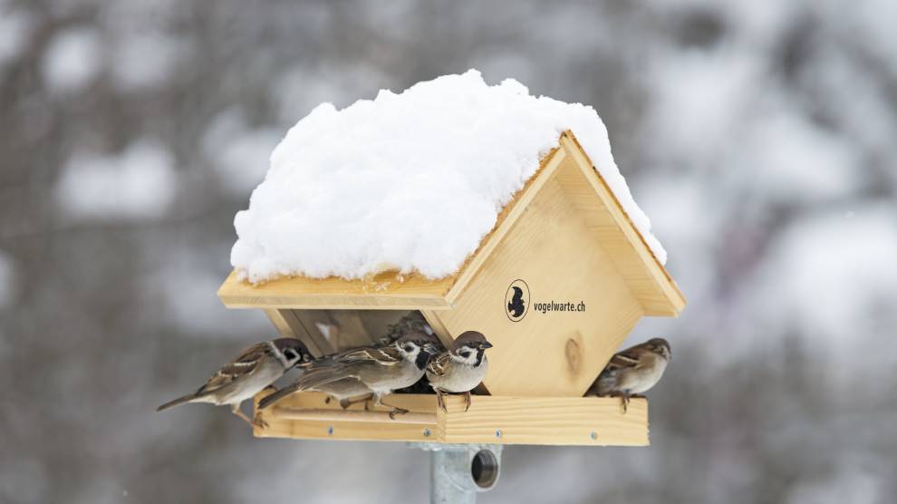 Wie du Vögel im Winter richtig fütterst