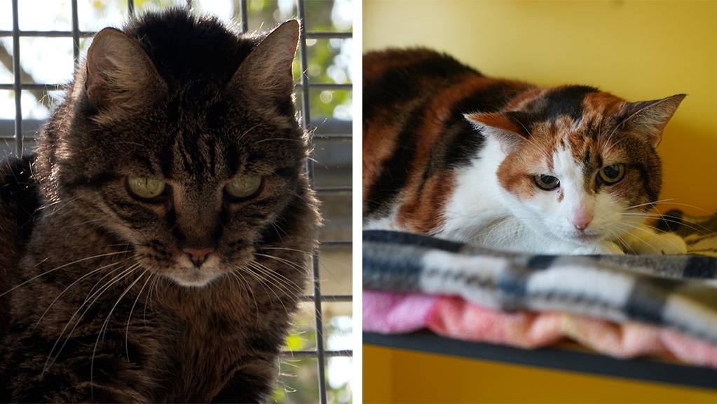 Elsa und Shila