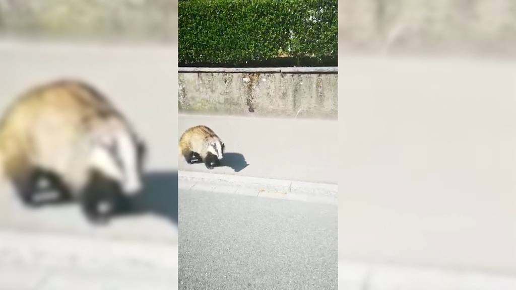 Dachs in Olten hielt Wildhüter auf Trab